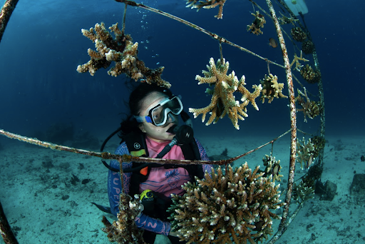 A scuba diver tends coral fragments on a submerged nursery frame, restoring the reef.