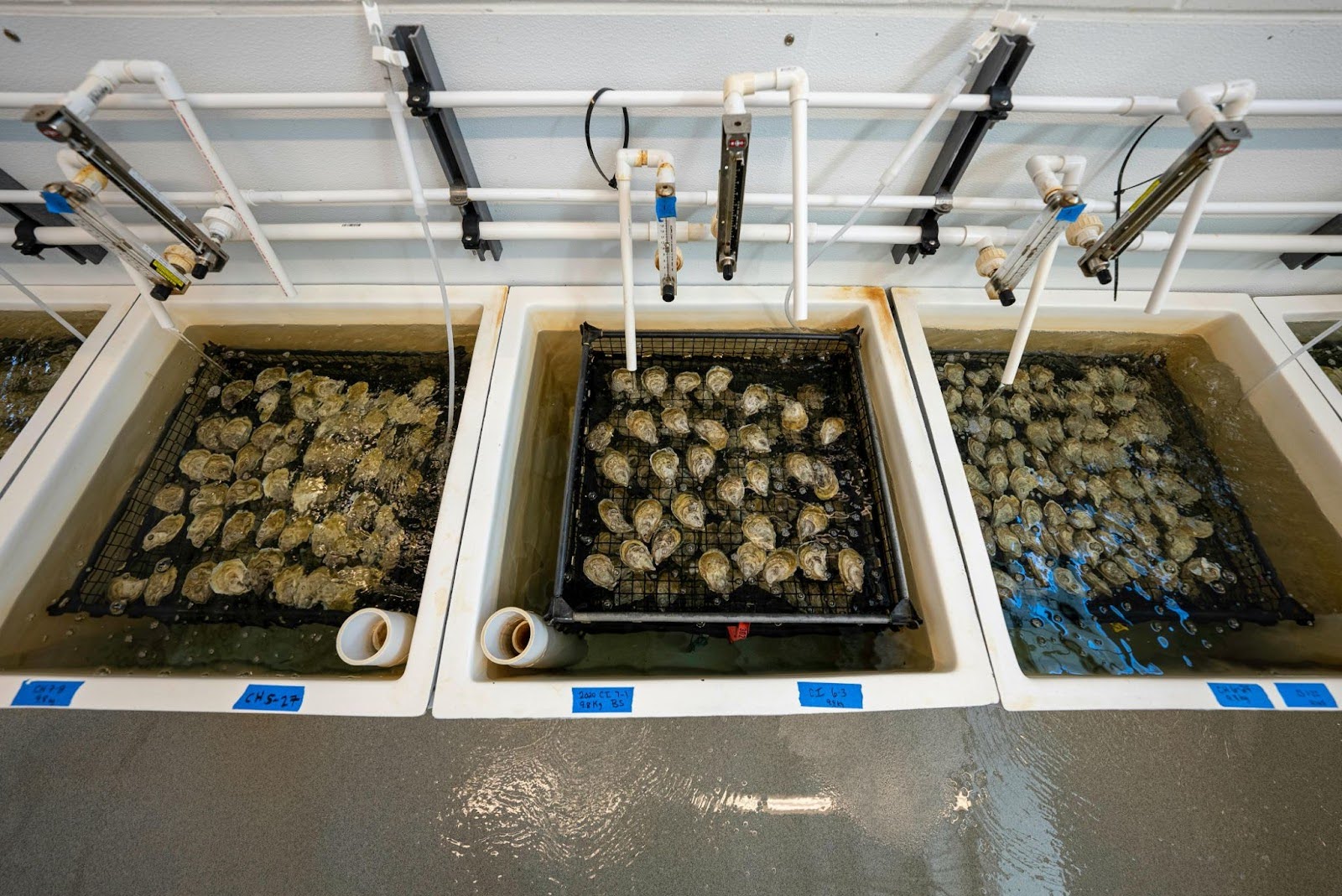 Reviving the Hidden Reef at Manhattan's Edge: The Billion Oyster Project