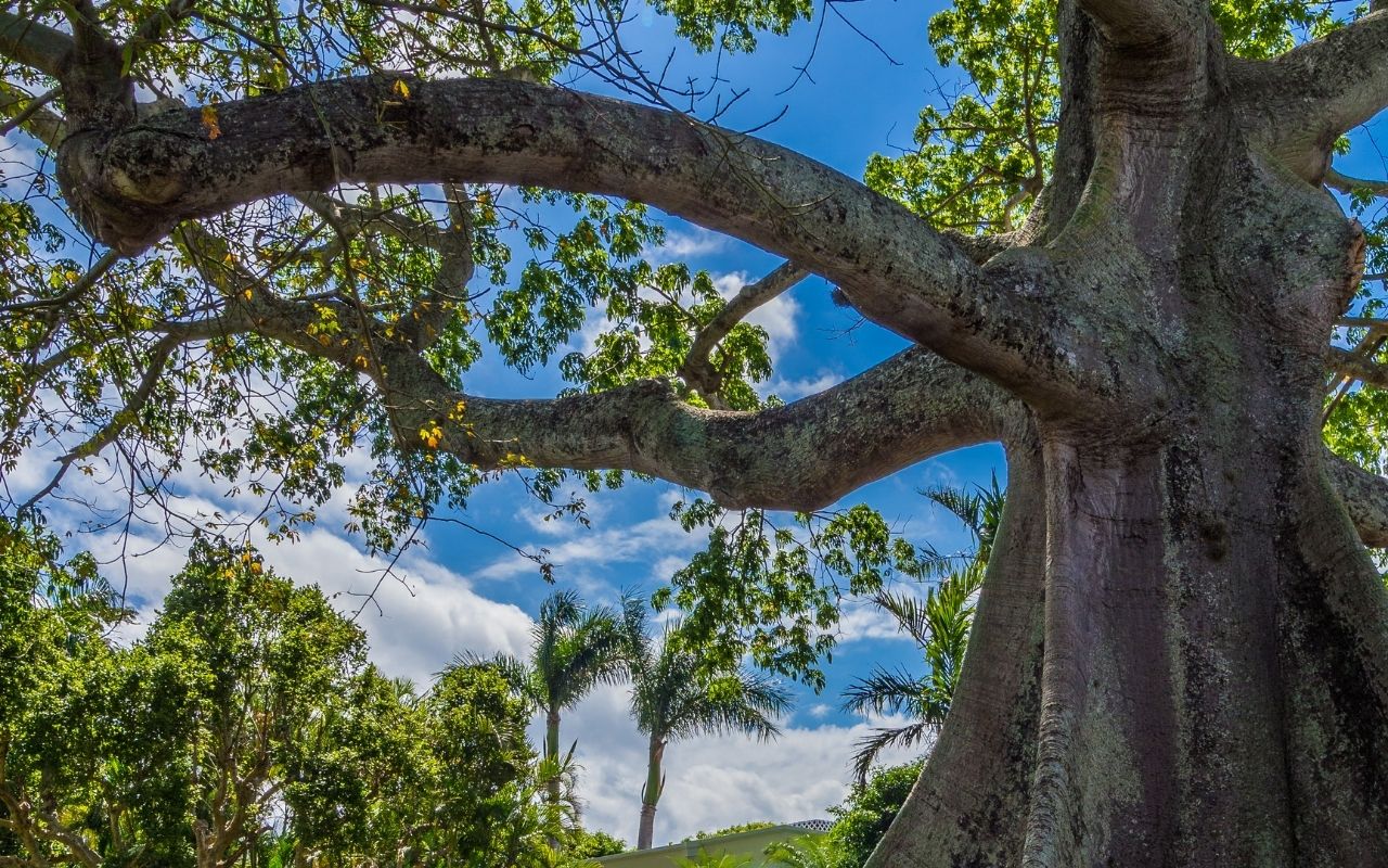 Black Heritage Tree Project maps historic trees on St. Croix