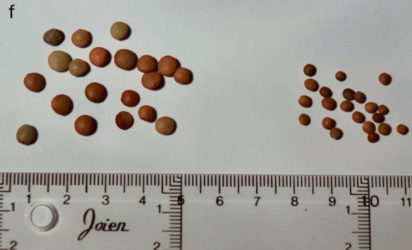 DNA discovered in 2,000-year-old lentils could help save global food crops
