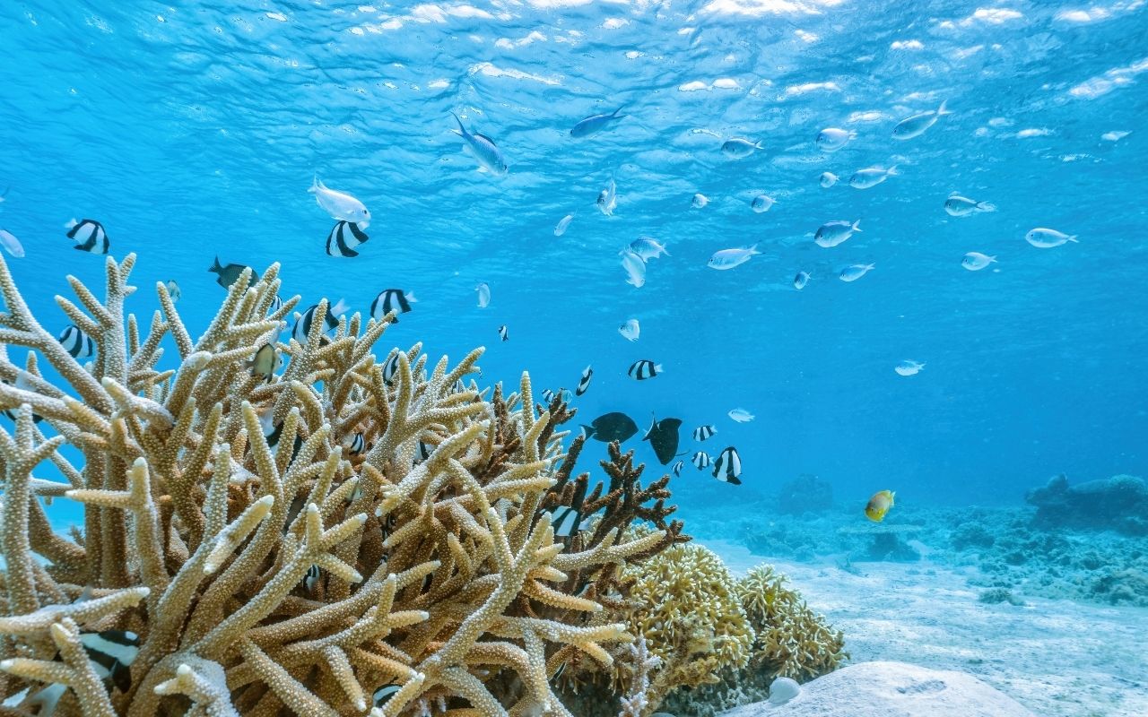 Guadeloupe's corals in an alarming state: 50% less coverage in three years