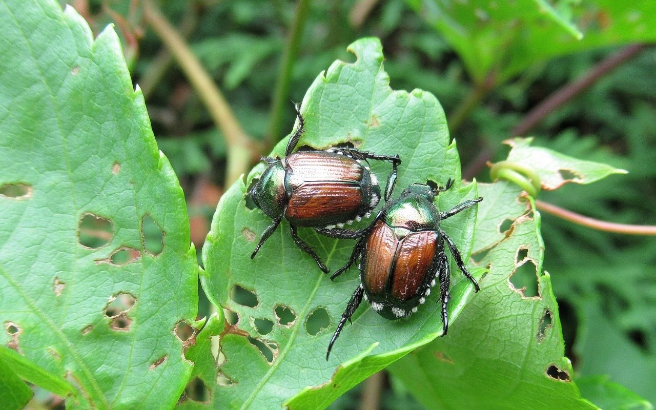 Invasive Beetles Are Overrunning Oʻahu. Could New Methods Offer Relief?