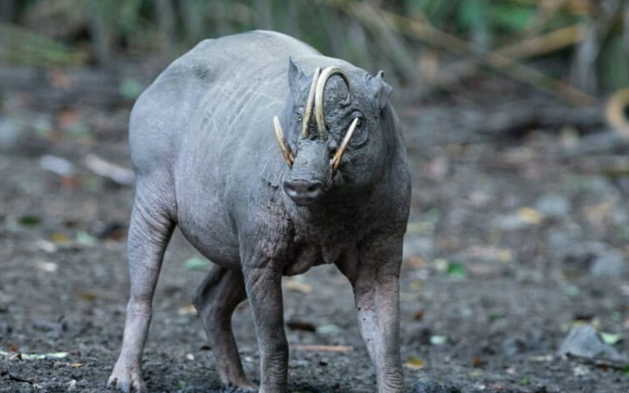 Small islands offer big hope for conservation of endemic species, study shows