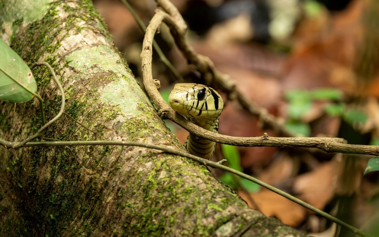 "Would You Visit an Island Populated by Venomous Snakes? We Did. "